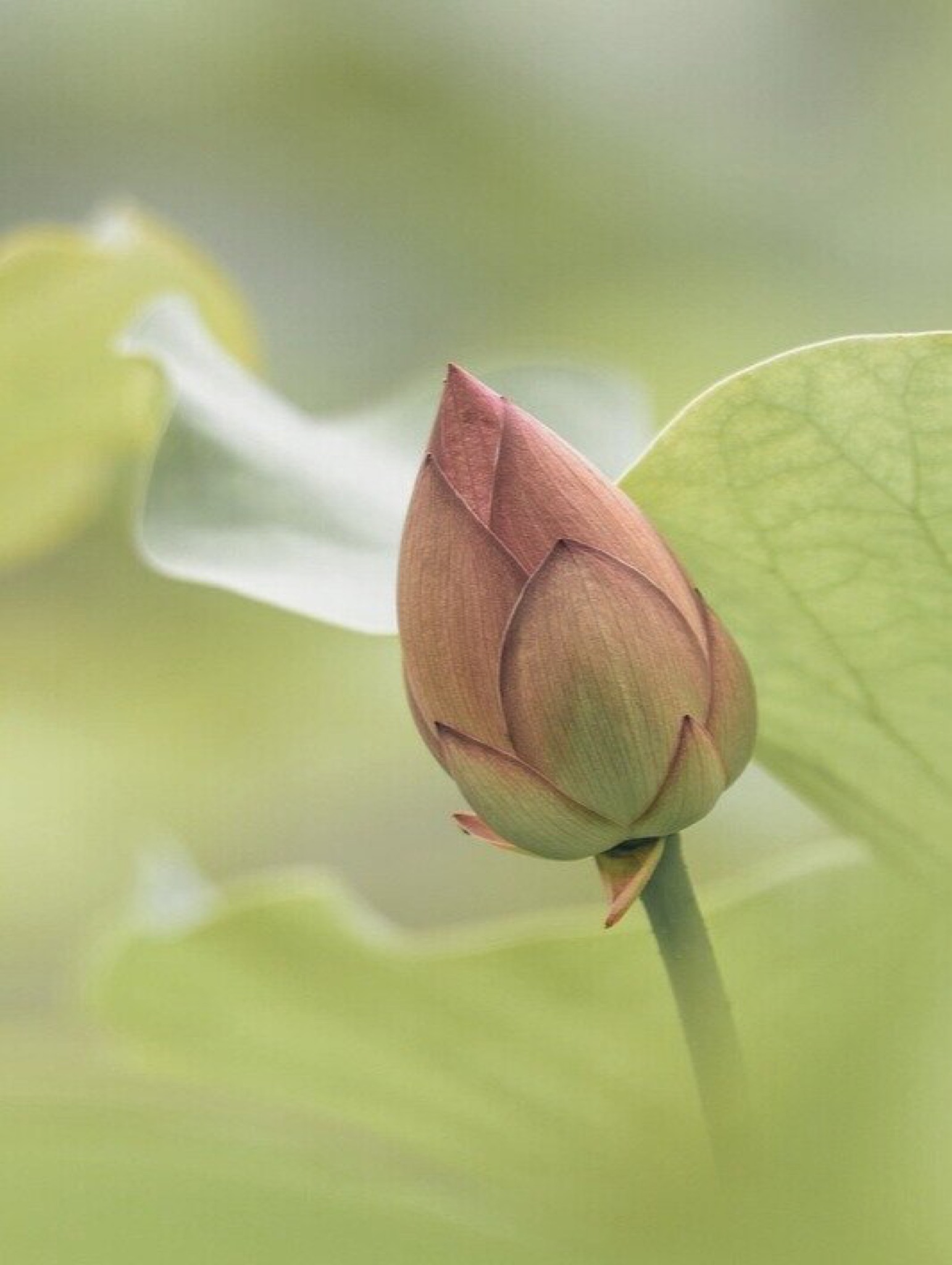 Lotus flower representing growth and success in Asian markets for international business consulting